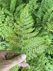 Pteridium aquilinum image