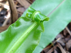 Asplenium setoi