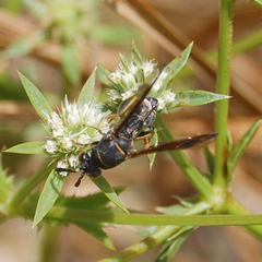 Leucospidae