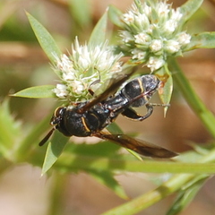 Leucospidae
