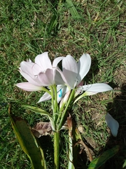 Crinum moorei