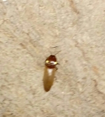 Pyrophorini