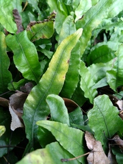 Leptochilus wrightii