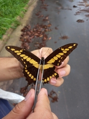 Heraclides thoas brasiliensis