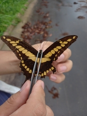Heraclides thoas brasiliensis