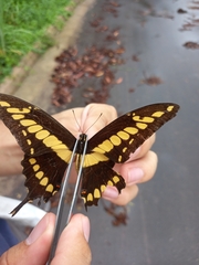 Heraclides thoas brasiliensis