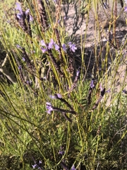 Lavandula canariensis