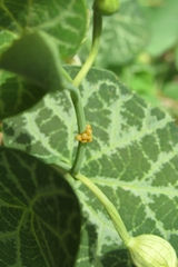 Battus polydamas