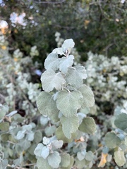 Malacothamnus niveus