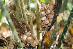 Astrocaryum aculeatum