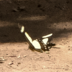 Heraclides torquatus