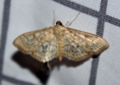 Herpetogramma pertextalis