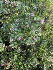 Arctostaphylos tomentosa