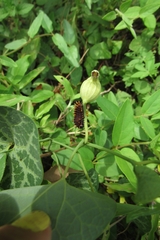 Aristolochia fimbriata
