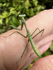 Pseudomantis