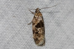 Barea melanodelta