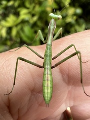 Pseudomantis