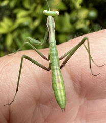 Pseudomantis