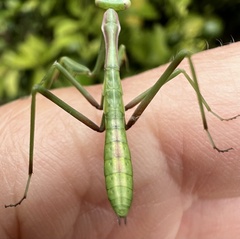 Pseudomantis