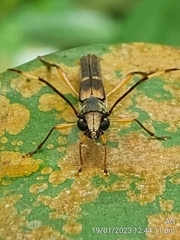 Thranius bimaculatus