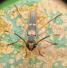 Thranius bimaculatus