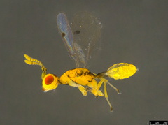 Megastigmidae