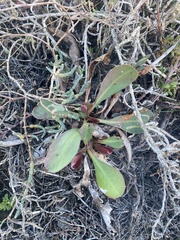 Limonium californicum