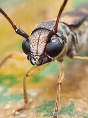 Thranius bimaculatus