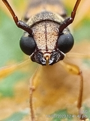 Thranius bimaculatus