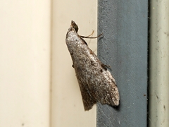 Nola pleurosema