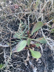 Limonium californicum