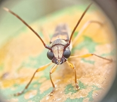 Thranius bimaculatus