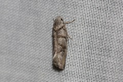 Lichenaula onychodes