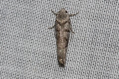 Lichenaula onychodes