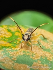Thranius bimaculatus