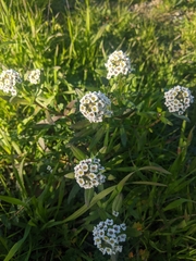 Lobularia