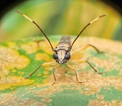 Thranius bimaculatus