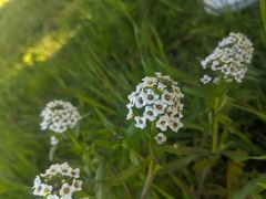 Lobularia