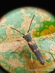 Thranius bimaculatus