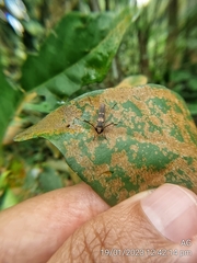 Thranius bimaculatus