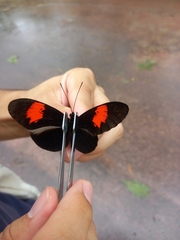 Heliconiinae