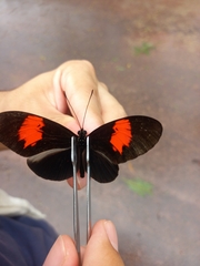 Heliconiinae