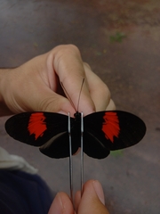 Heliconiinae