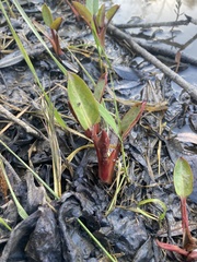Anemopsis californica