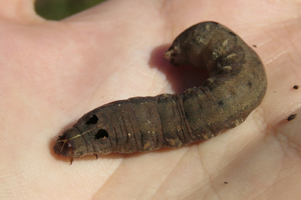 Velvet Armyworm Moth