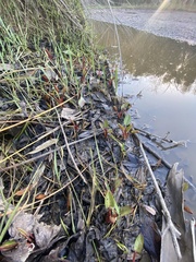 Anemopsis californica