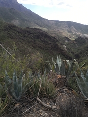 Agave americana image