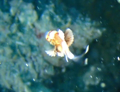 Plectorhinchus chaetodonoides