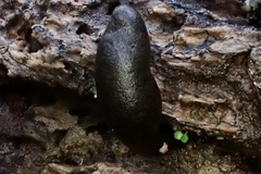 Xylaria obovata