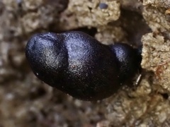 Xylaria obovata